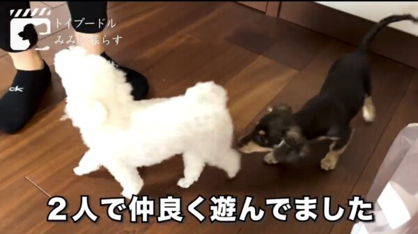 朝倉未来チャンネルのあんこ・きなこが可愛すぎる！！