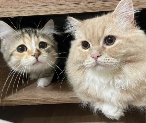 エミリン(大松絵美)彼氏との出会いは猫きっかけ？宮迫チャンネルのアヤト君という噂は本当？