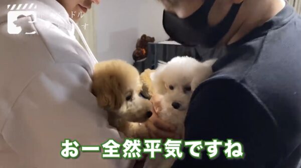 朝倉未来チャンネルのあんこ・きなこが可愛すぎる！！