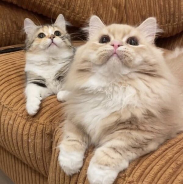 エミリン(大松絵美)彼氏との出会いは猫きっかけ？宮迫チャンネルのアヤト君という噂は本当？