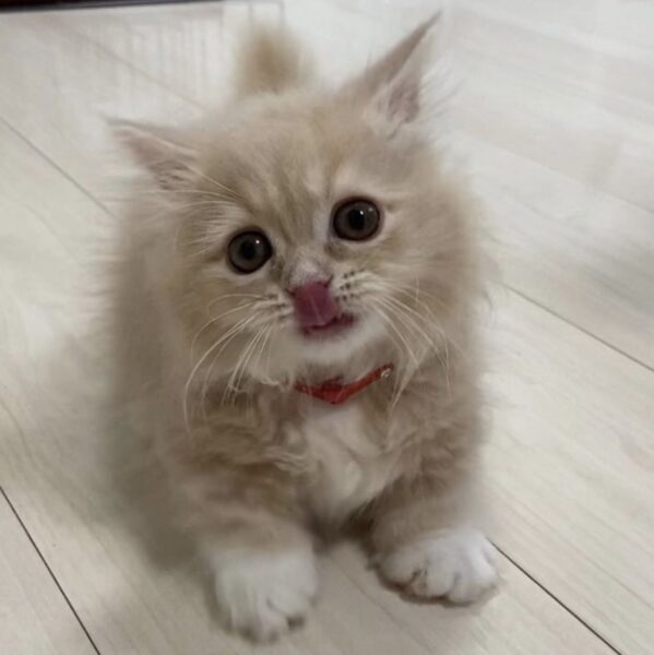 エミリン(大松絵美)はいつから猫飼い始めた・名前は?インスタにもよく登場?