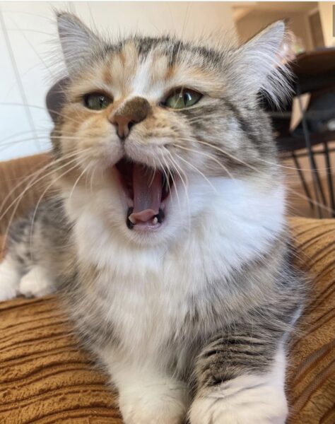 エミリン(大松絵美)はいつから猫飼い始めた・名前は? インスタにもよく登場?