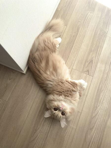 エミリン(大松絵美)はいつから猫飼い始めた・名前は?インスタにもよく登場?