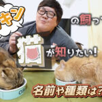 デカキンの飼っている猫が知りたい!名前や種類は?