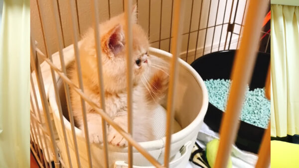 デカキンの飼っている猫が知りたい!名前や種類は?