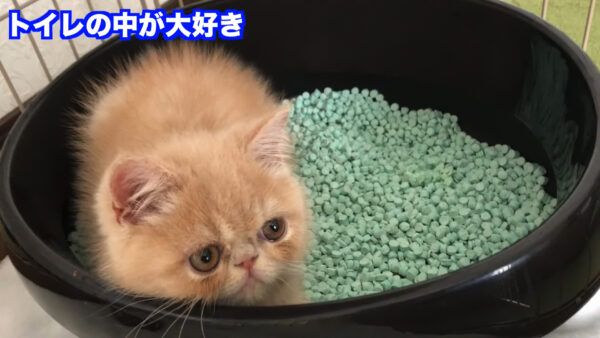 デカキンの飼っている猫が知りたい!名前や種類は?