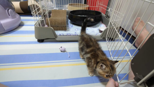 デカキンの飼っている猫が知りたい!名前や種類は?