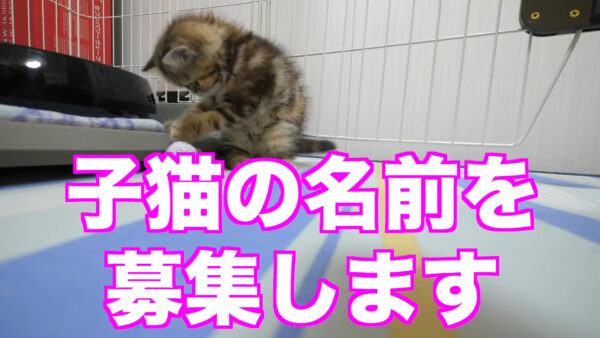 デカキンの飼っている猫が知りたい!名前や種類は?