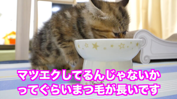 デカキンの飼っている猫が知りたい!名前や種類は?