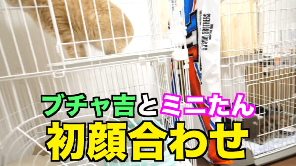 デカキンの飼っている猫が知りたい!名前や種類は?
