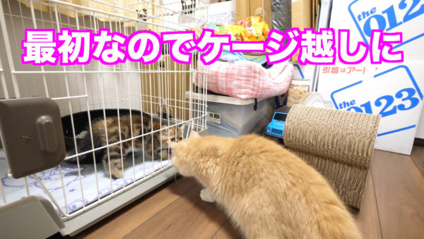 デカキンの飼っている猫が知りたい!名前や種類は?