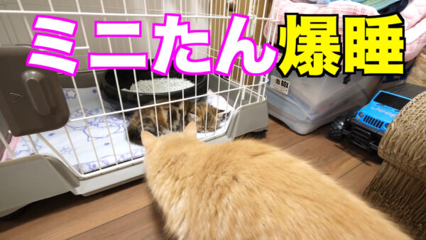 デカキンの飼っている猫が知りたい!名前や種類は?