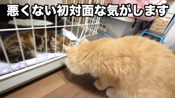 デカキンの飼っている猫が知りたい!名前や種類は?