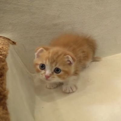 HIKAKIN（ヒカキン）飼い猫もふことまるお！種類や誕生日などについて調べてみたよ！