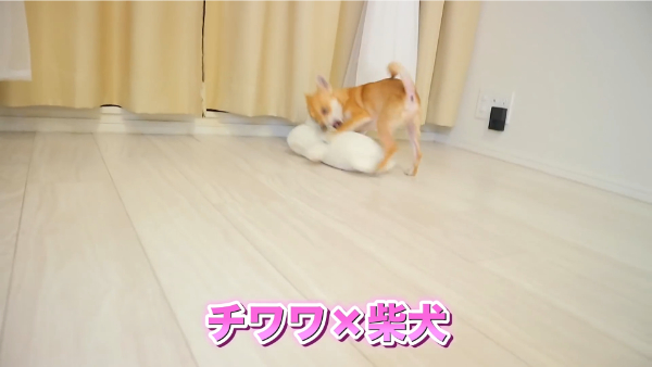 ばんばんざいるなはペットを飼っている！犬の種類は何？
