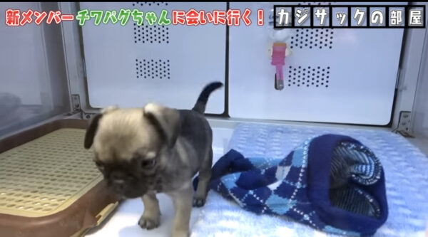 カジサックの構成作家山口トンボって何者?本名や年齢などを調査!