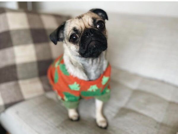 カジサックの構成作家山口トンボって何者?本名や年齢などを調査!