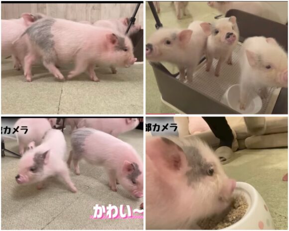 SnowMan(すのちゅーぶ)動物ふれあい企画!ミニブタやフクロウ・水族館まで!
