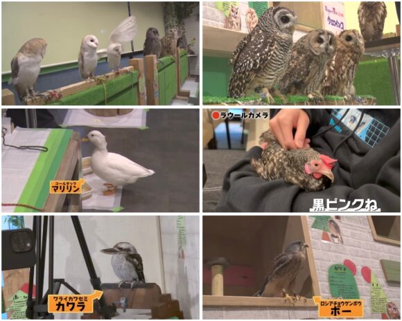 SnowMan(すのちゅーぶ)動物ふれあい企画!ミニブタやフクロウ・水族館まで!
