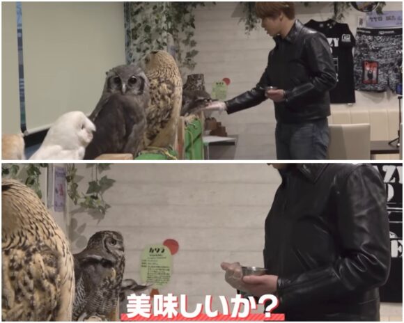 SnowMan(すのちゅーぶ)動物ふれあい企画!ミニブタやフクロウ・水族館まで!