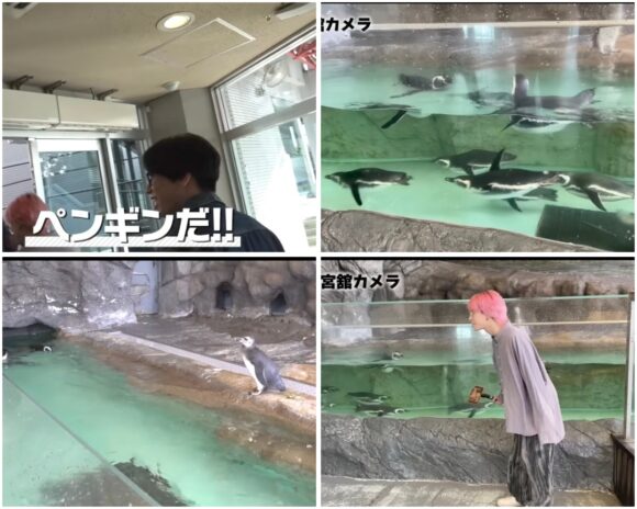 SnowMan(すのちゅーぶ)動物ふれあい企画！ミニブタやフクロウ・水族館まで！
