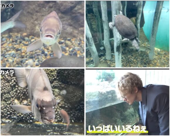 SnowMan(すのちゅーぶ)動物ふれあい企画!ミニブタやフクロウ・水族館まで!