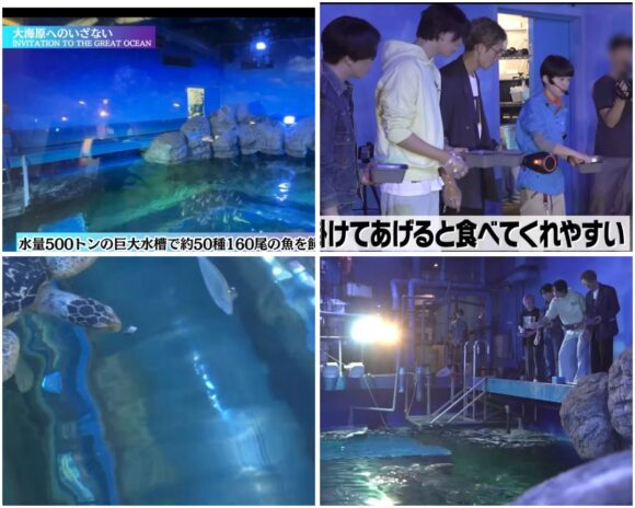 SnowMan(すのちゅーぶ)動物ふれあい企画!ミニブタやフクロウ・水族館まで!