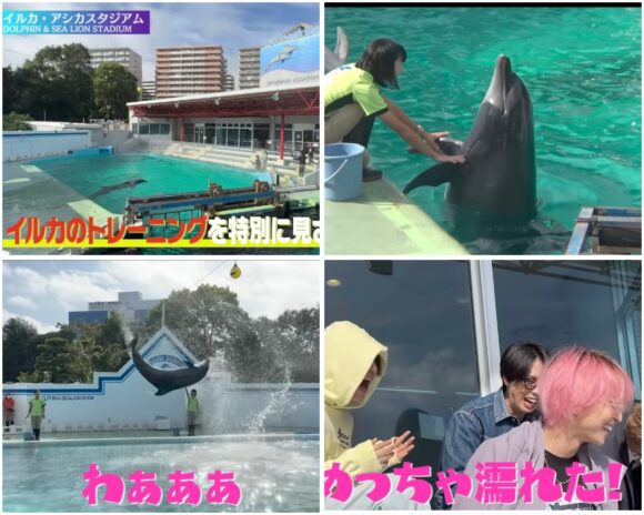 SnowMan(すのちゅーぶ)動物ふれあい企画!ミニブタやフクロウ・水族館まで!