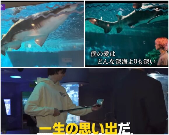 SnowMan(すのちゅーぶ)動物ふれあい企画!ミニブタやフクロウ・水族館まで!