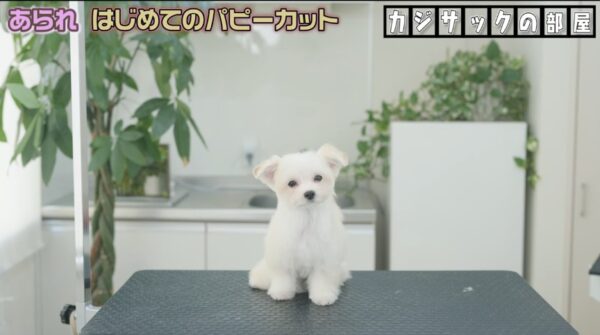 カジサック愛犬企画！かわいい愛犬にカジサックファミリーもメロメロ！