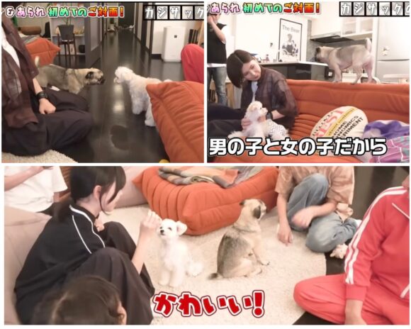 カジサック愛犬企画！かわいい愛犬にカジサックファミリーもメロメロ！