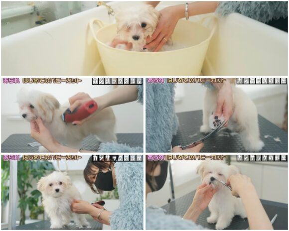カジサック愛犬企画！かわいい愛犬にカジサックファミリーもメロメロ！