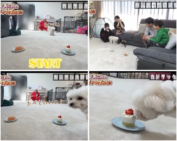 カジサック愛犬企画！かわいい愛犬にカジサックファミリーもメロメロ！