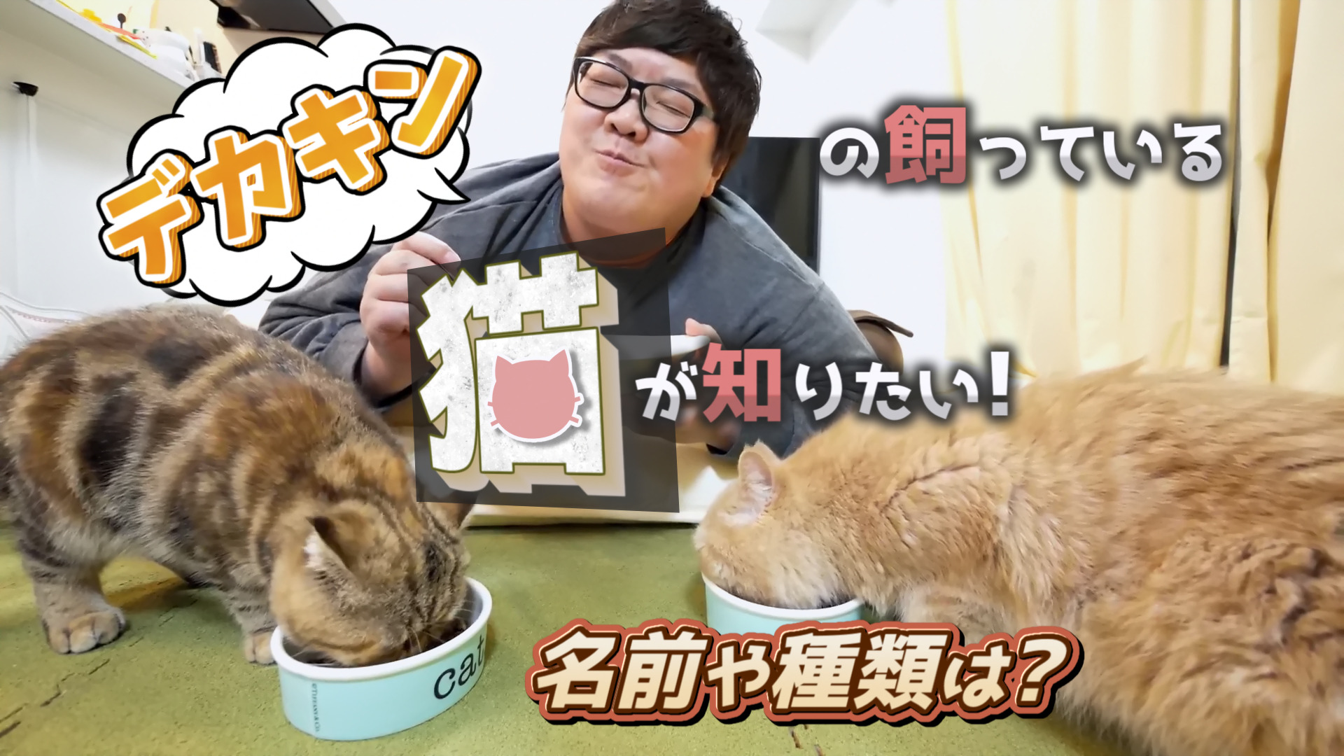 デカキンの飼っている猫が知りたい!名前や種類は?