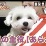 カジサック愛犬企画！かわいい愛犬にカジサックファミリーもメロメロ！