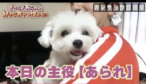カジサック愛犬企画！かわいい愛犬にカジサックファミリーもメロメロ！