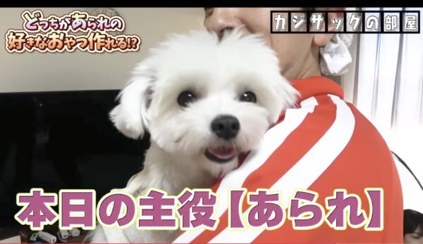 カジサック愛犬企画！かわいい愛犬にカジサックファミリーもメロメロ！